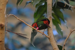 Erythrura psittacea