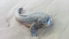 Halobatrachus didactylus