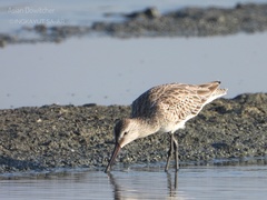 Limnodromus semipalmatus