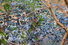 Saudareos ornatus
