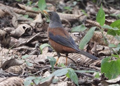 Turdus rubrocanus