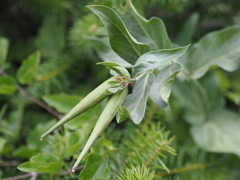 Vincetoxicum speciosum