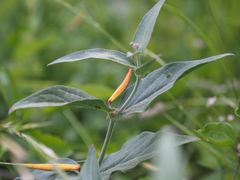 Vincetoxicum speciosum