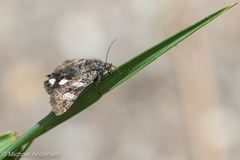 Litocala sexsignata