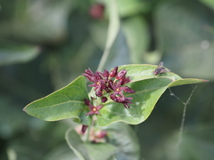 Vincetoxicum speciosum