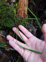 Dendrobium schoeninum
