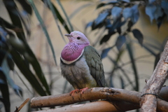 Ptilinopus porphyreus