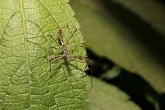 Reduviidae