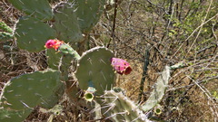 Opuntia
