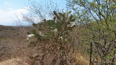 Opuntia
