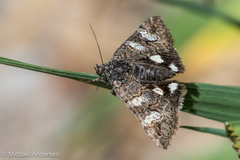 Litocala sexsignata