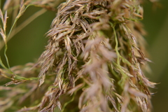 Arundo formosana
