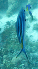 Caesio striata