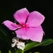 Madagascar Periwinkle - Photo (c) Ryan Yue Wah Chan, some rights reserved (CC BY-NC), uploaded by Ryan Yue Wah Chan