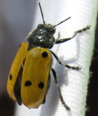 Lachnaia sexpunctata