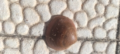 Glycymeris nummaria