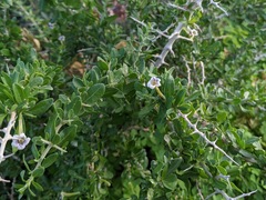 Lycium schweinfurthii