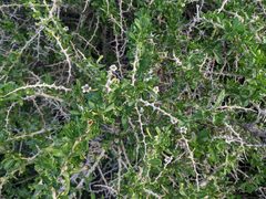 Lycium schweinfurthii