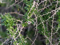 Lycium schweinfurthii