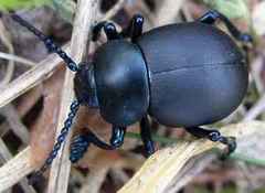 Timarcha tenebricosa