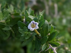 Lycium schweinfurthii