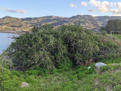 Lycium schweinfurthii