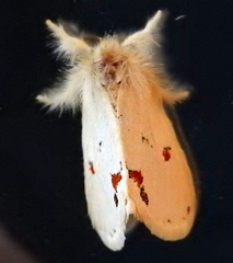 Euproctis haemodetes