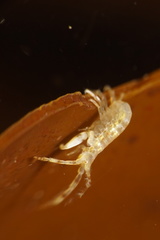 Corophioidea