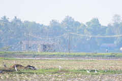 Mycteria leucocephala