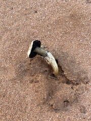 Gyrophragmium inquinans