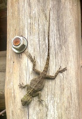 Acanthocercus ugandaensis
