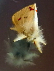 Euproctis haemodetes