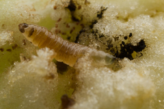 Phthorimaea operculella