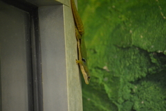 Phelsuma quadriocellata