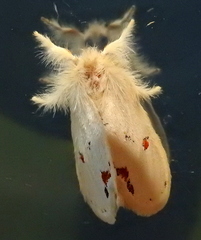 Euproctis haemodetes