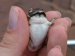 Tomopterna marmorata