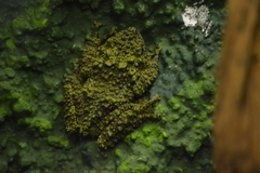 Theloderma corticale