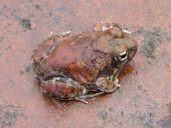 Tomopterna marmorata