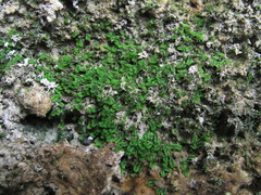 Southbya tophacea
