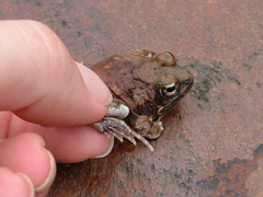 Tomopterna marmorata