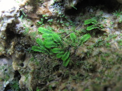 Southbya tophacea