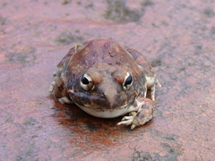 Tomopterna marmorata