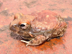 Tomopterna marmorata