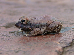 Tomopterna marmorata