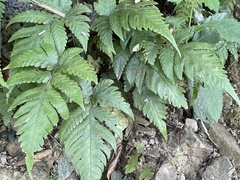 Tectaria fuscipes