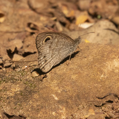 Ypthima baldus