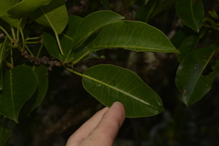 Ficus obliqua