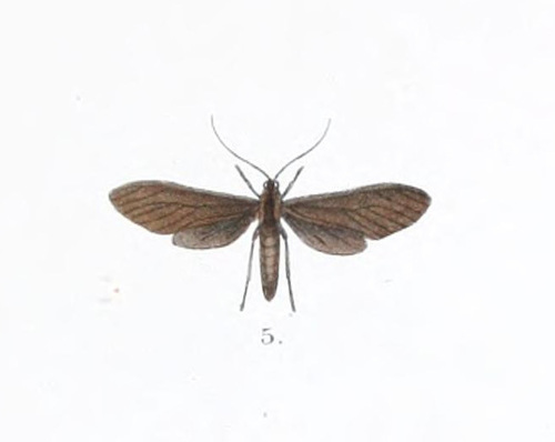 Ceramidiodes