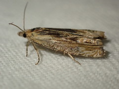 Eucosma cana