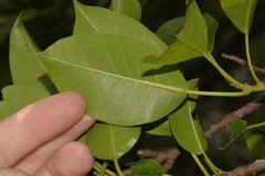 Ficus obliqua